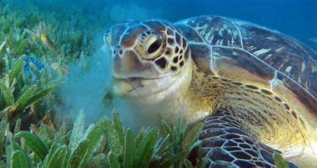 sea life sea turtle-3.jpg